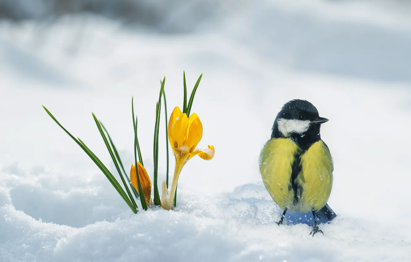 Фото обои снег, птица, весна, крокус, синица