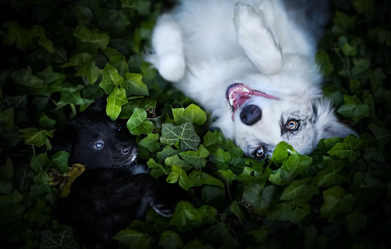 Фото обои зелень, листья, растение, собака, щенок