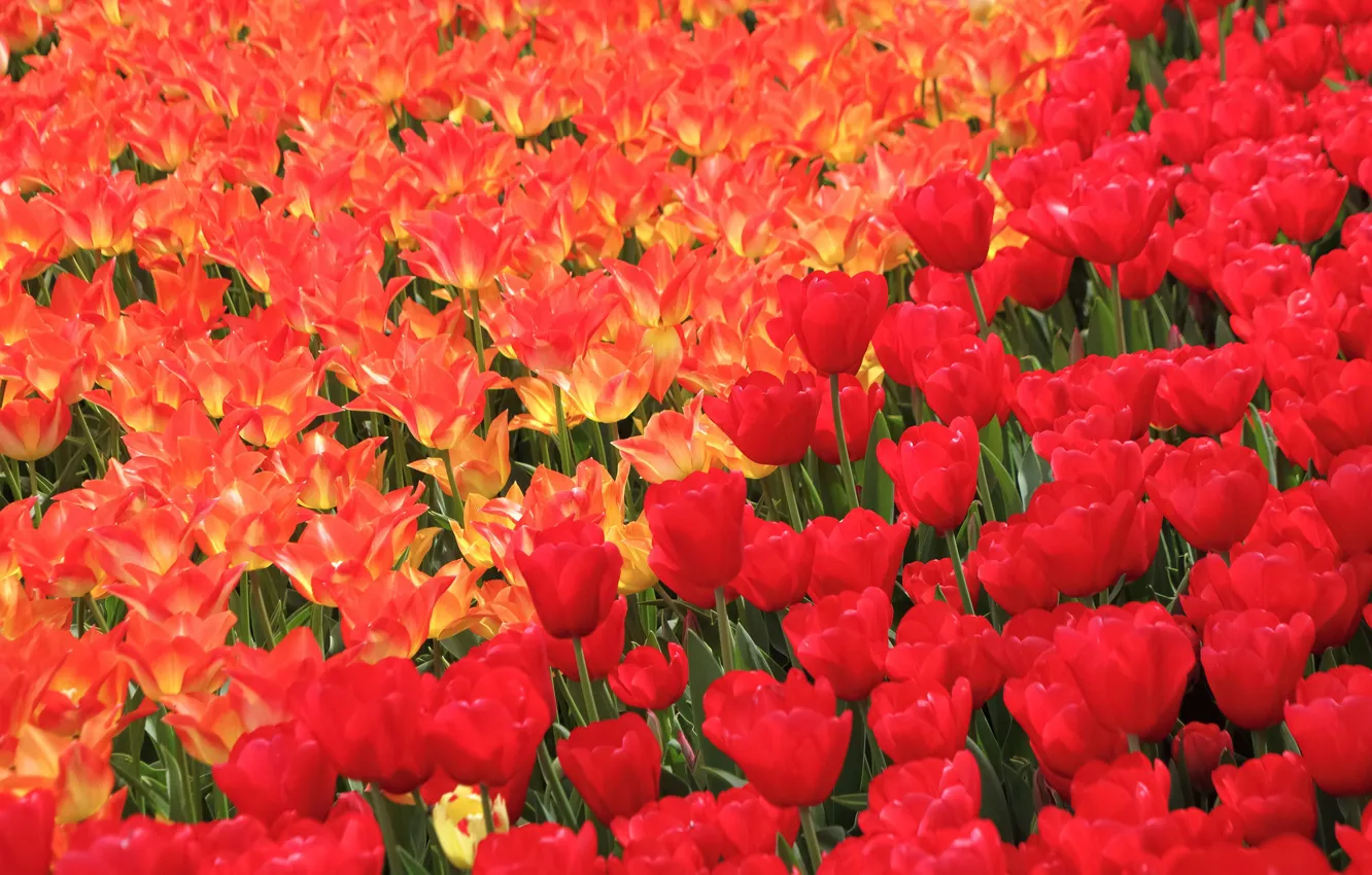 Фото обои тюльпаны, красные, много