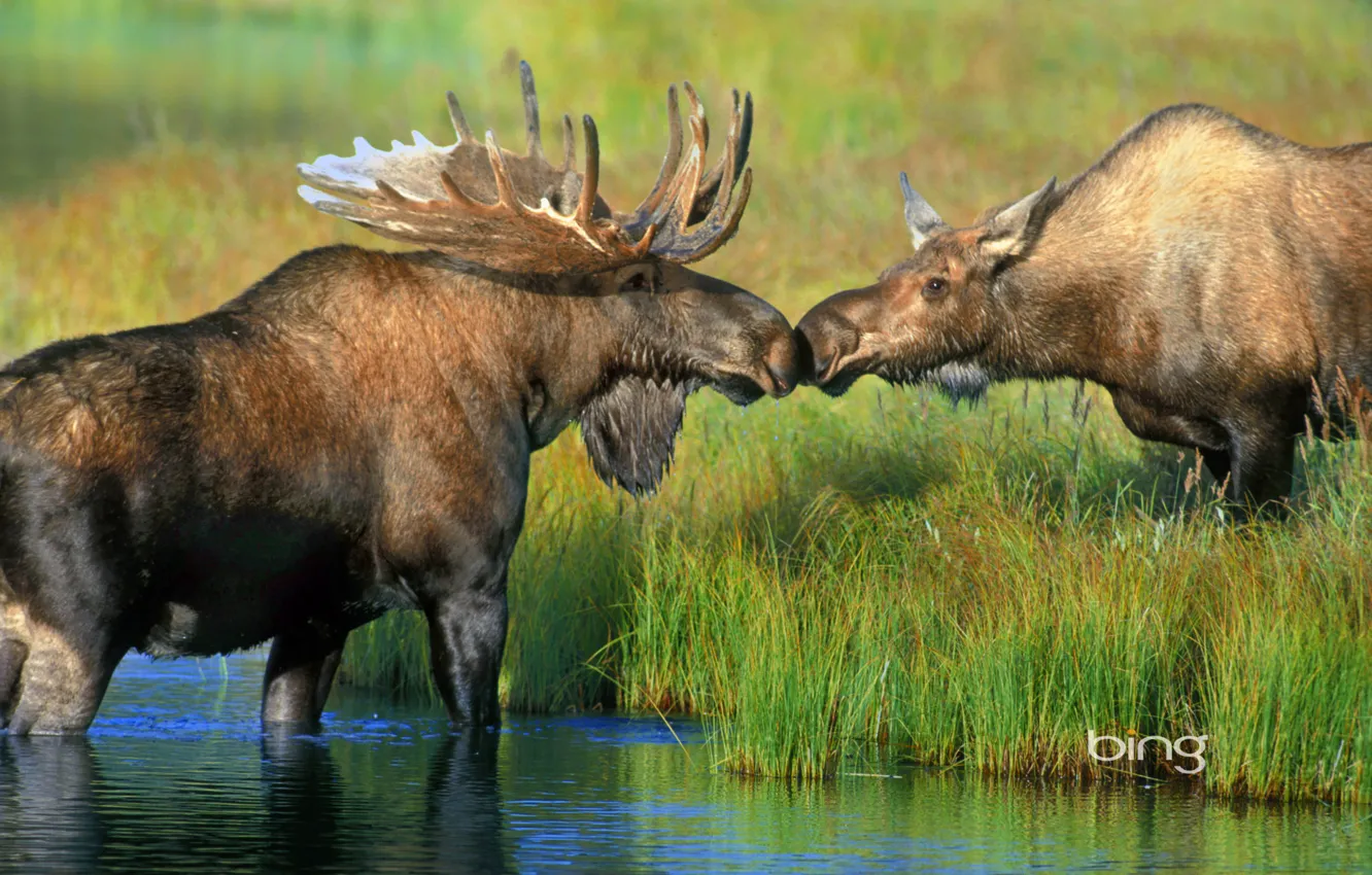 Фото обои трава, река, Аляска, пара, рога, США, лось, Национальный парк Денали