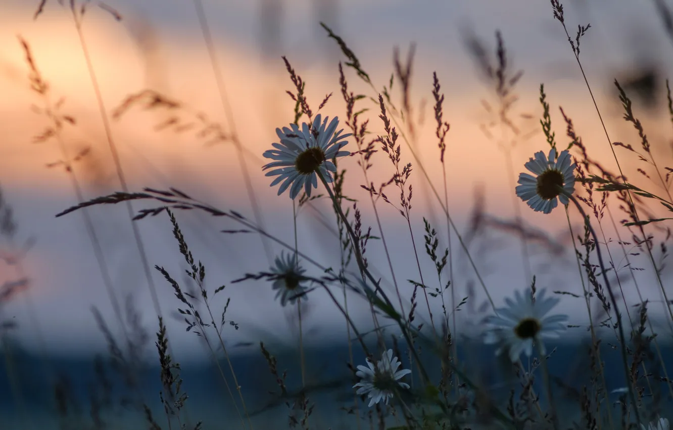 Фото обои трава, закат, цветы, ромашки