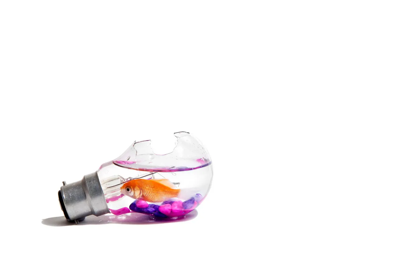 Фото обои лампа, рыбка, ситуация