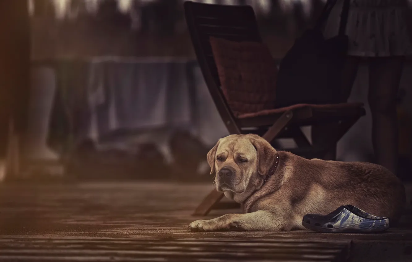 Фото обои собака, нос, уши, барбос