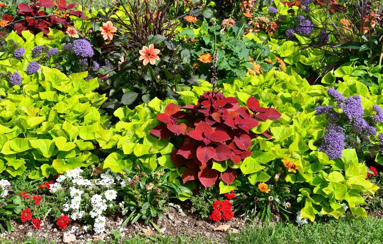 Фото обои Garten, Blumen, Blumenbeet