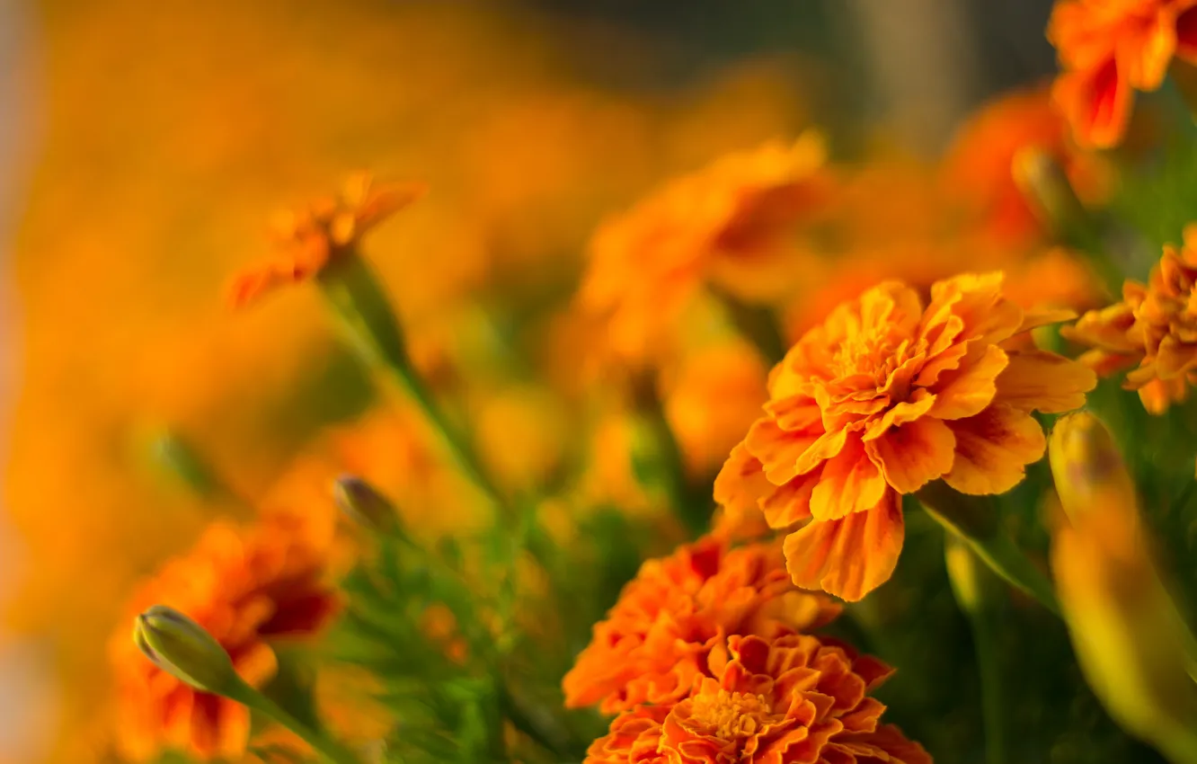 Фото обои Боке, бархатцы, Оранжевые цветы, Orange flowers