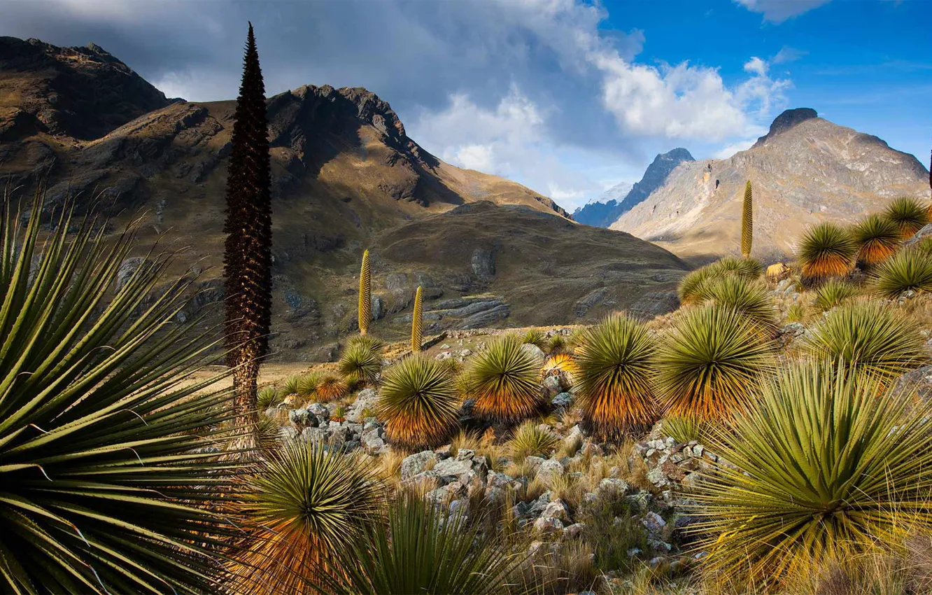 Фото обои горы, природа, растение, Перу