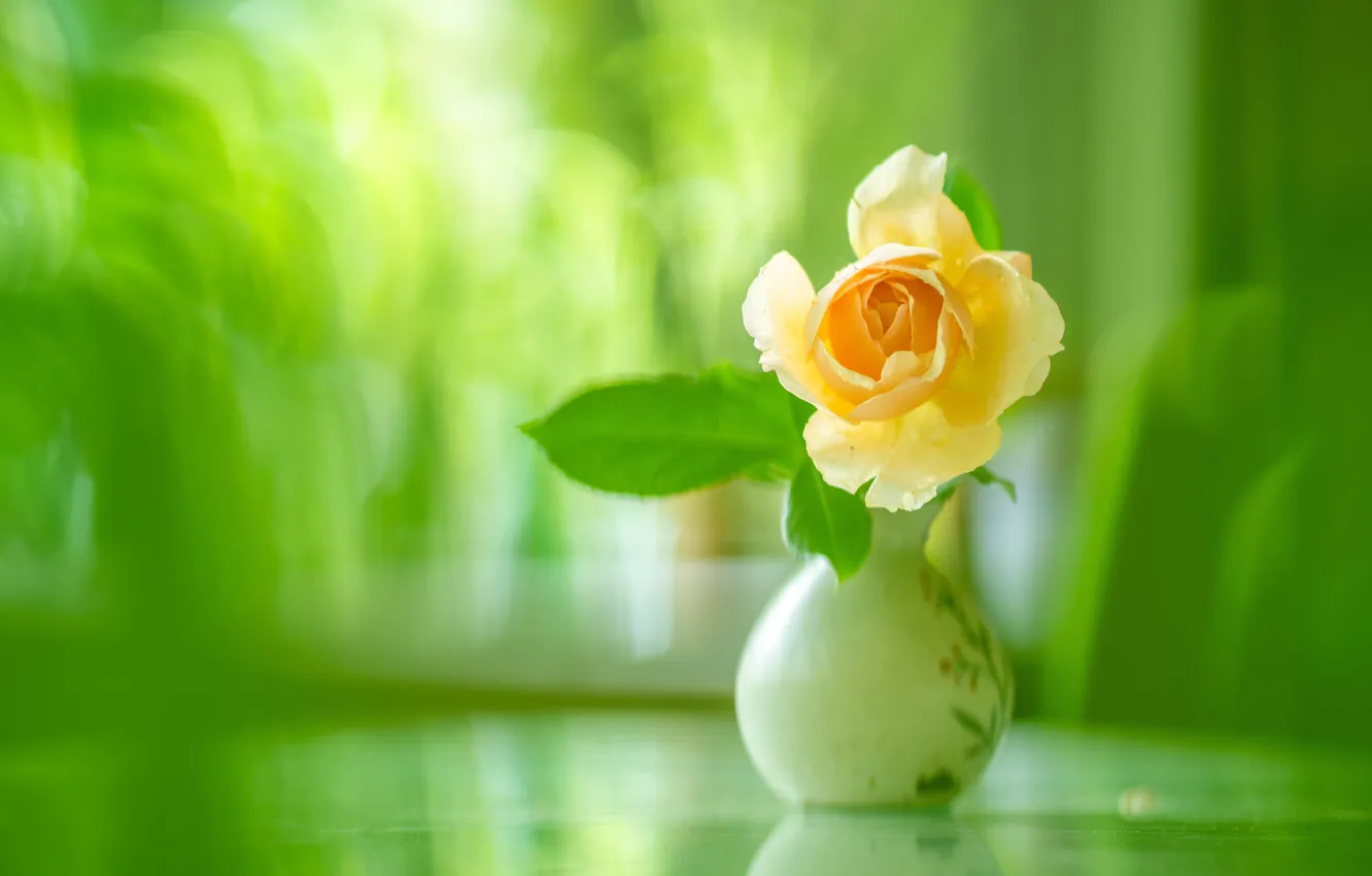 Фото обои роза, размытость, ваза, жёлтая