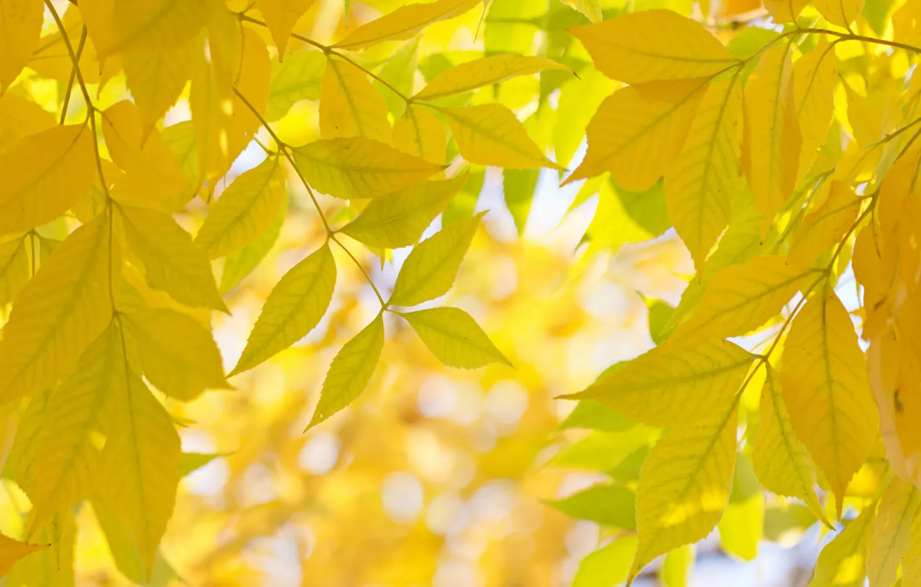 Фото обои осень, листья, макро, ветки