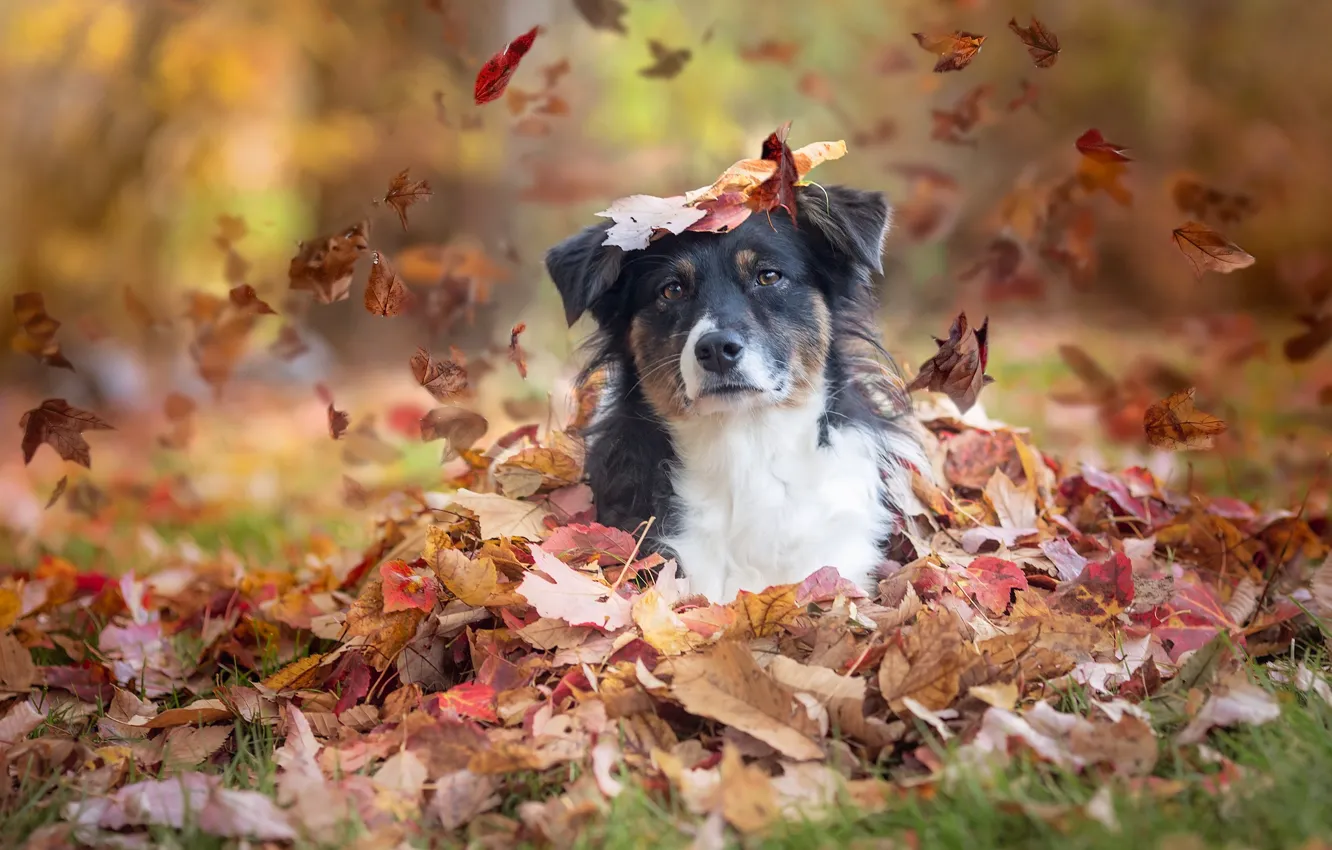 Фото обои осень, взгляд, листья, собака, Австралийская овчарка, Аусси