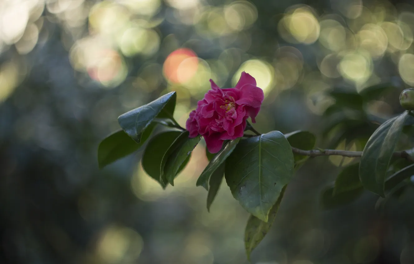 Фото обои листья, ветка, цветение, розовая камелия