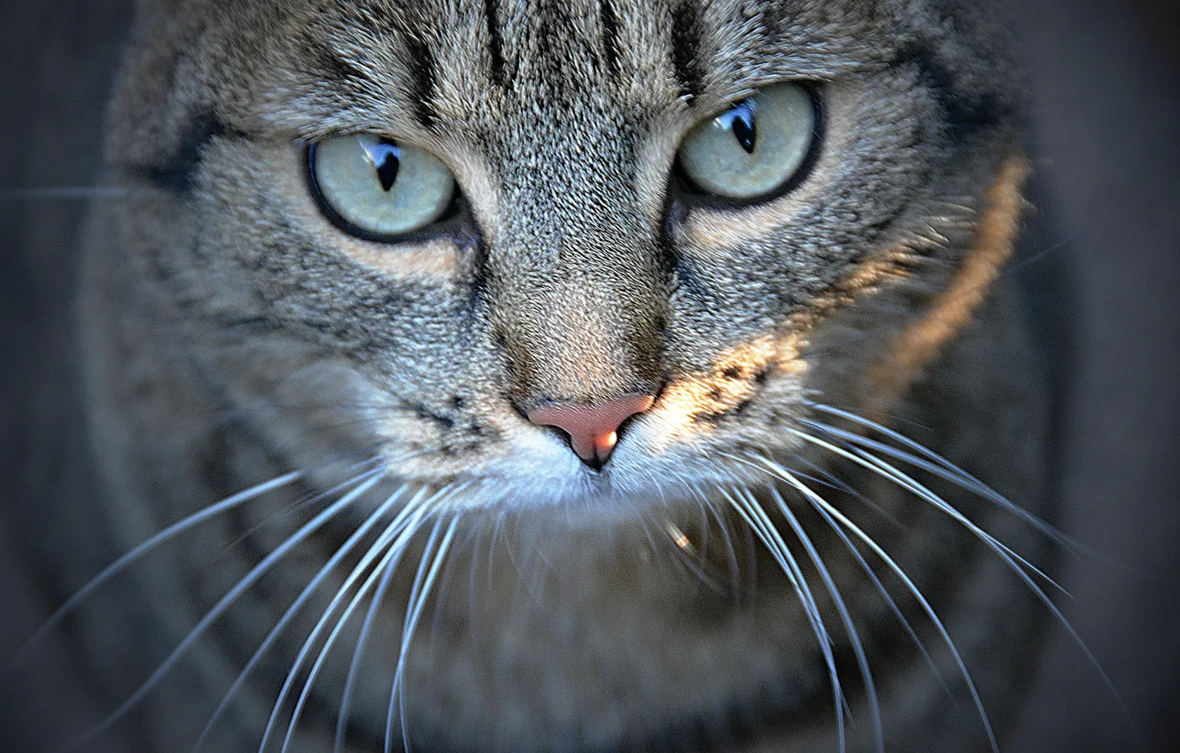 Фото обои кот, крупный план, by Placi1