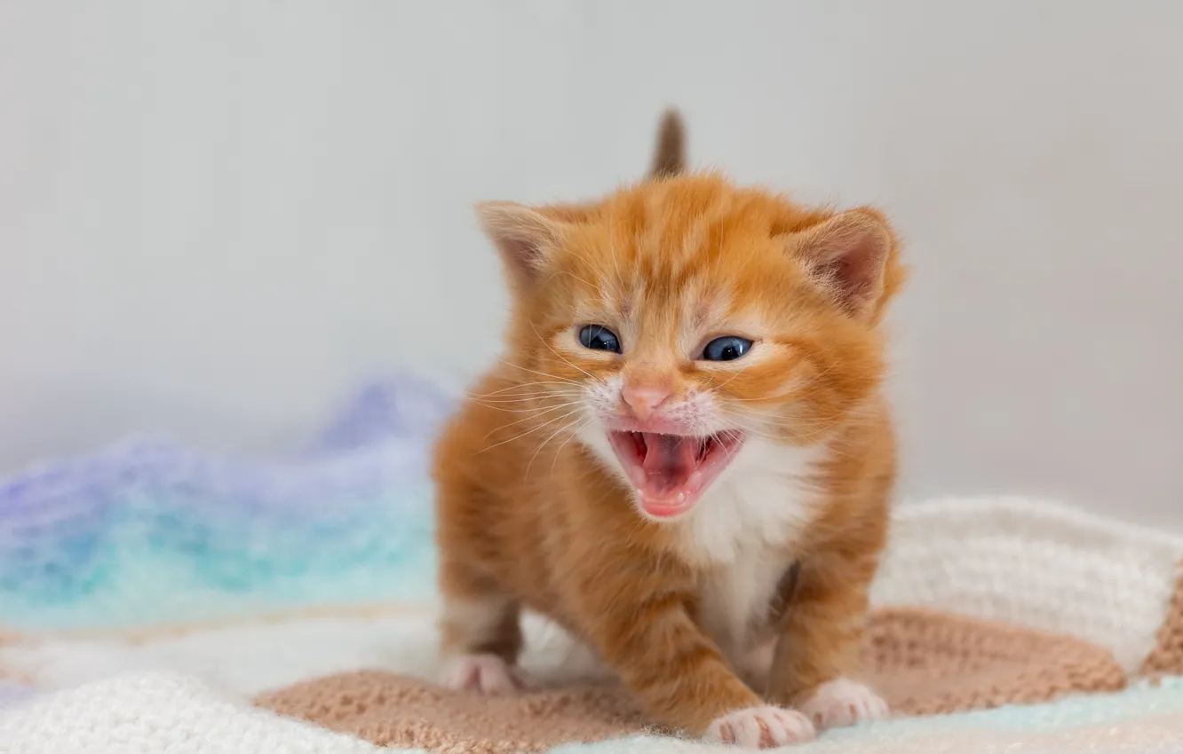 Фото обои кошка, поза, малыш, рыжий, коврик, котёнок, светлый фон, голубоглазый