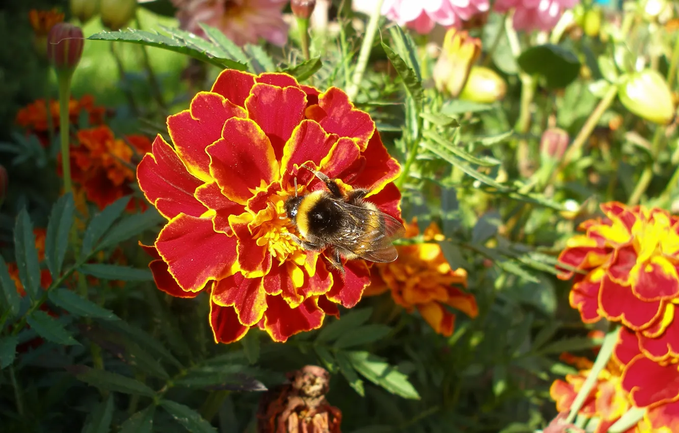 Фото обои Nature, Flower, Yellow, Bumblebee, Background, Summer, Colourful, Macro