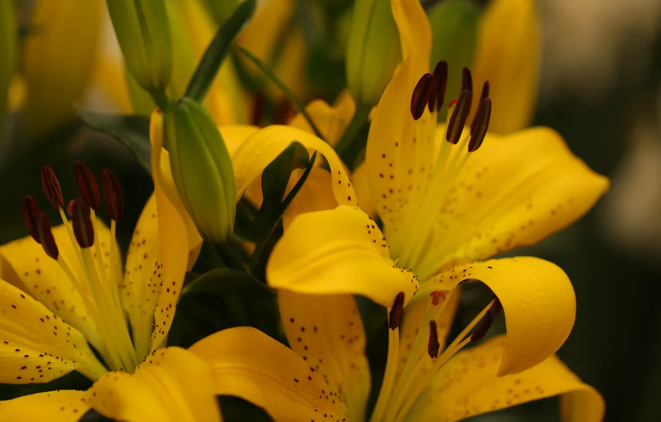 Фото обои макро, лилии, букет, желтые, размытый фон
