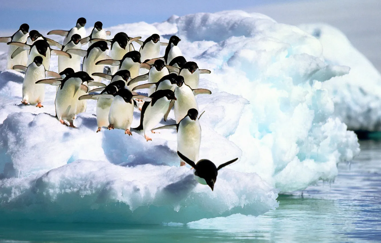 Фото обои вода, снег, Пингвины