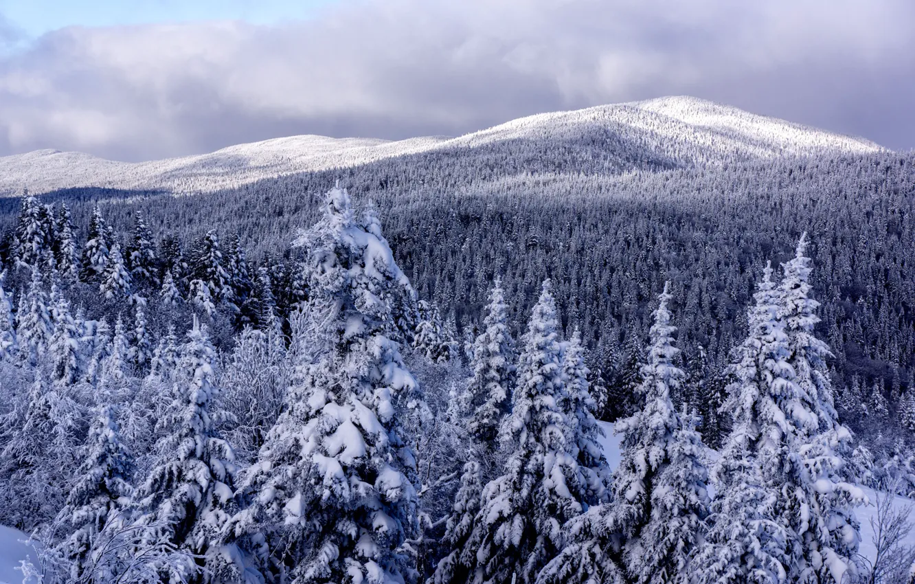 Фото обои Зима, Горы, Снег, Лес, Ели