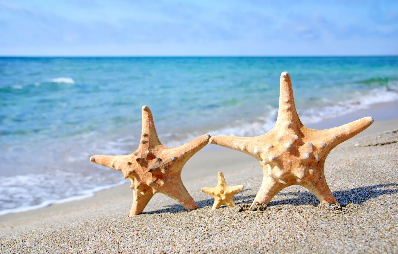 Фото обои песок, море, пляж, морская звезда, summer, beach, sea, sand
