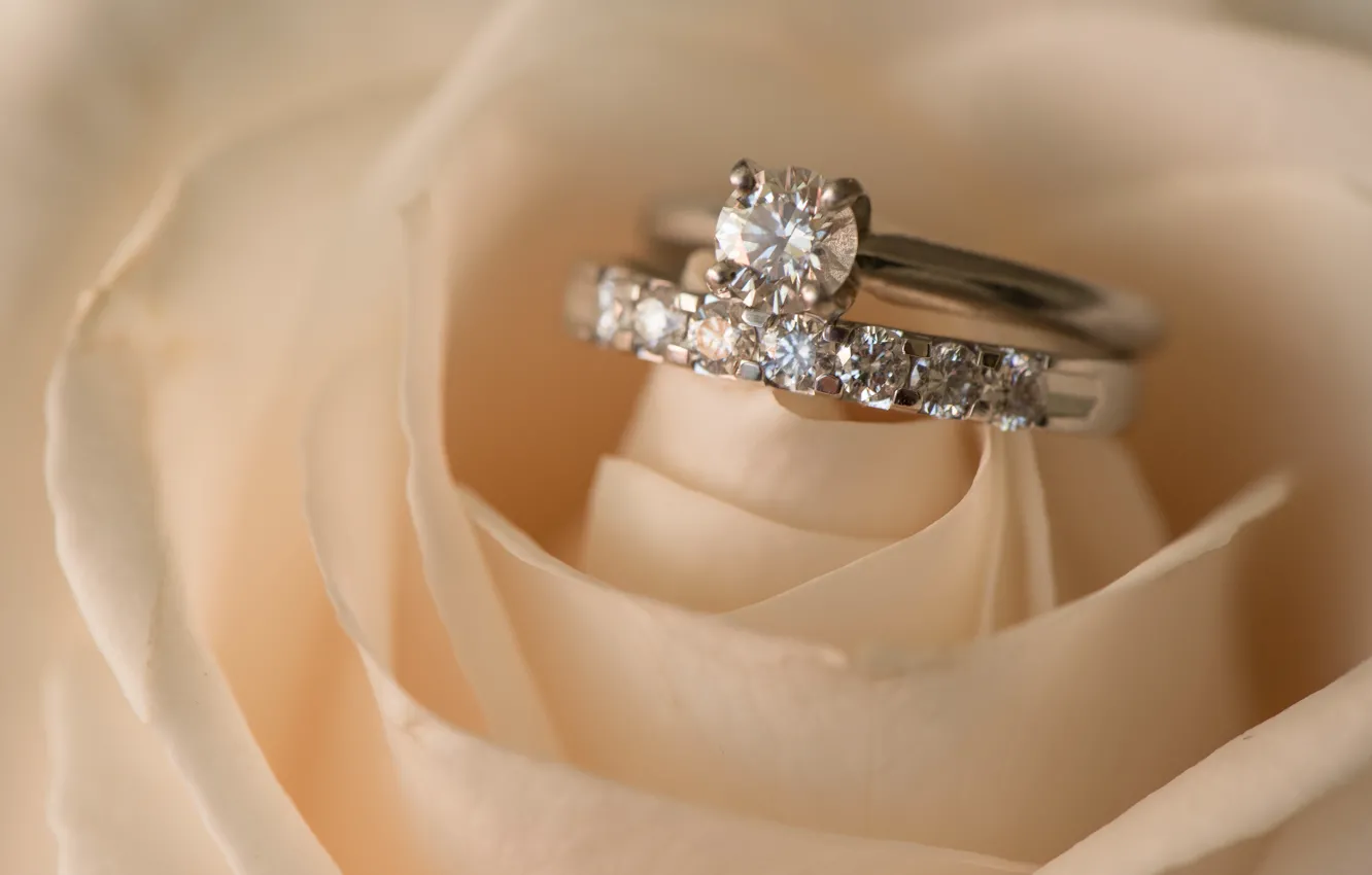 Фото обои цветок, роза, кольца, свадьба