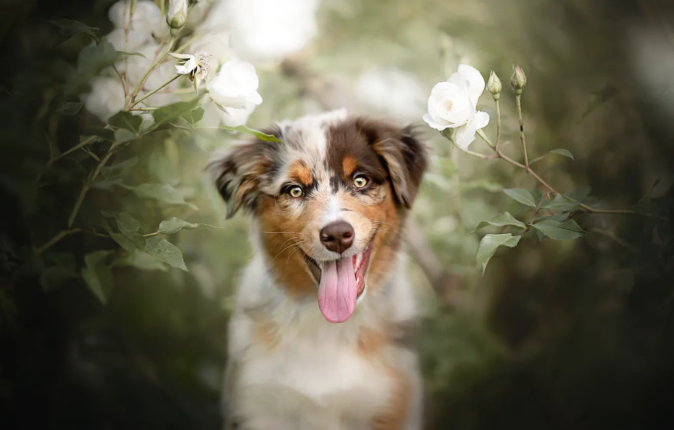 Фото обои язык, взгляд, цветы, настроение, розы, собака, щенок, мордашка