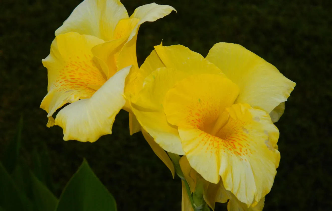 Фото обои цветок, желтый, заморский