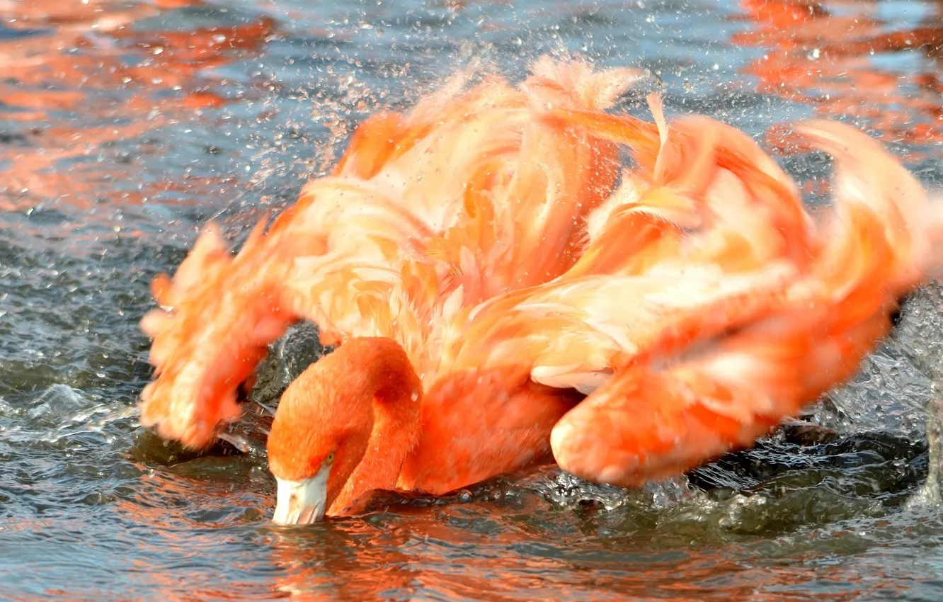 Фото обои брызги, птица, крылья, купание, розовые, фламинго