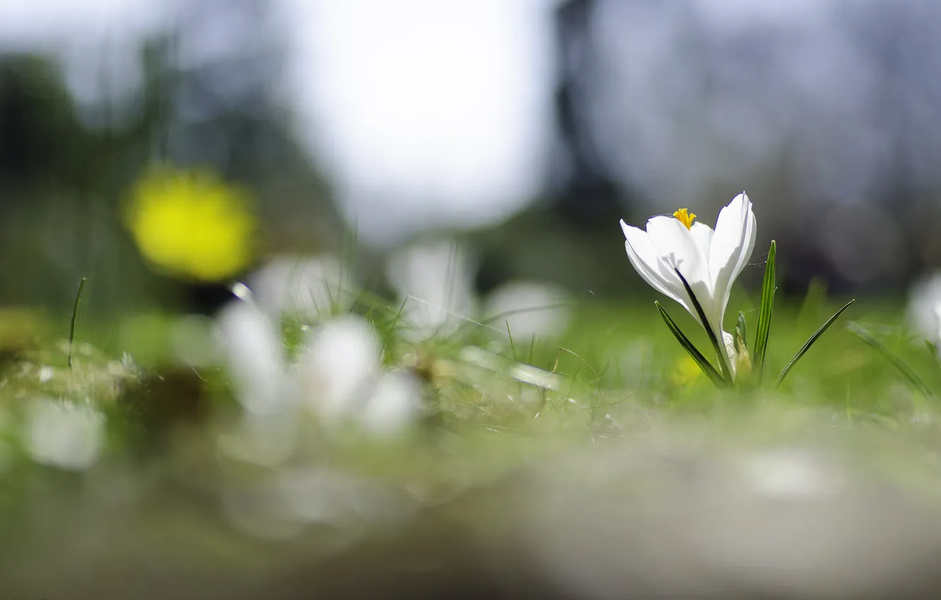 Фото обои белый, цветок, весна, травка, цветение, крокус