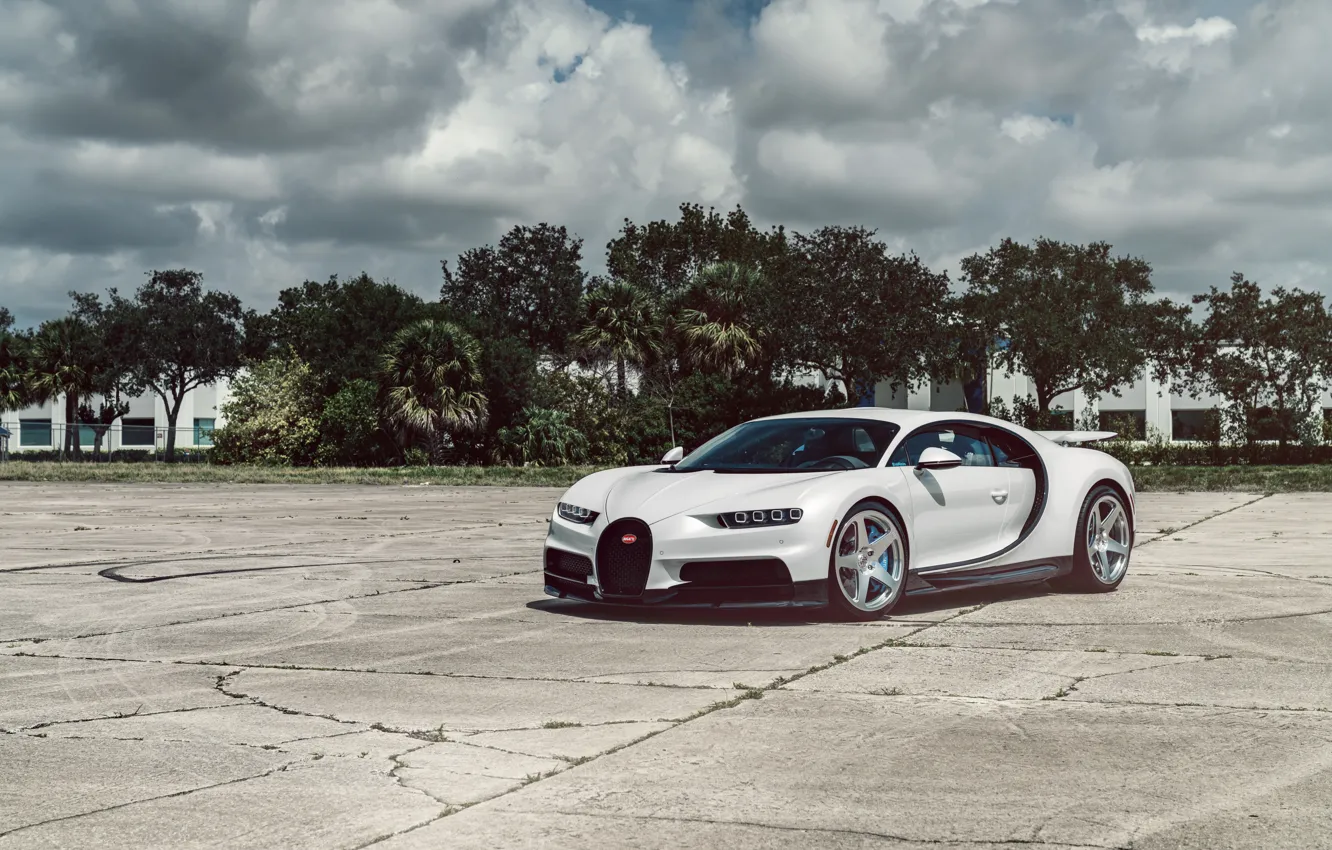 Фото обои White, Palm trees, Chiron