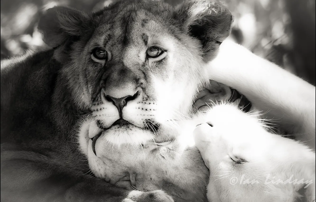 Фото обои фотошоп, лев, ч/б, львы, черно-белый снимок
