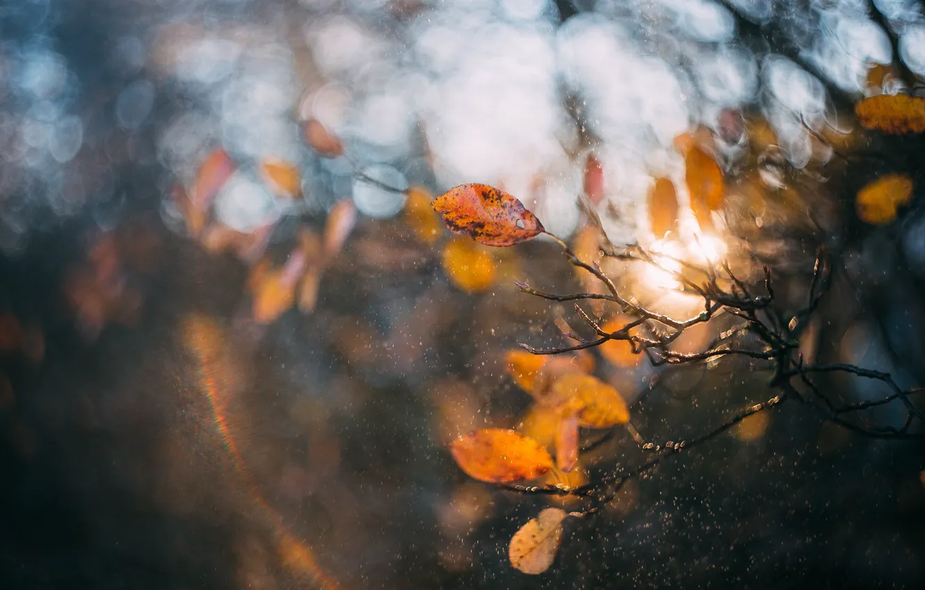 Фото обои осень, макро, свет, брызги, ветки, природа, листва