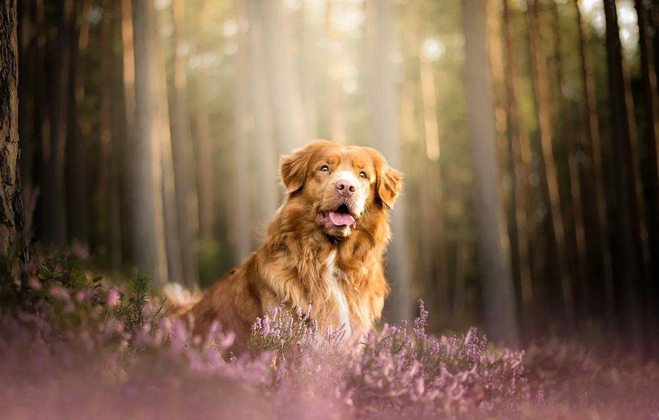 Фото обои лес, собака, вереск, Новошотландский ретривер