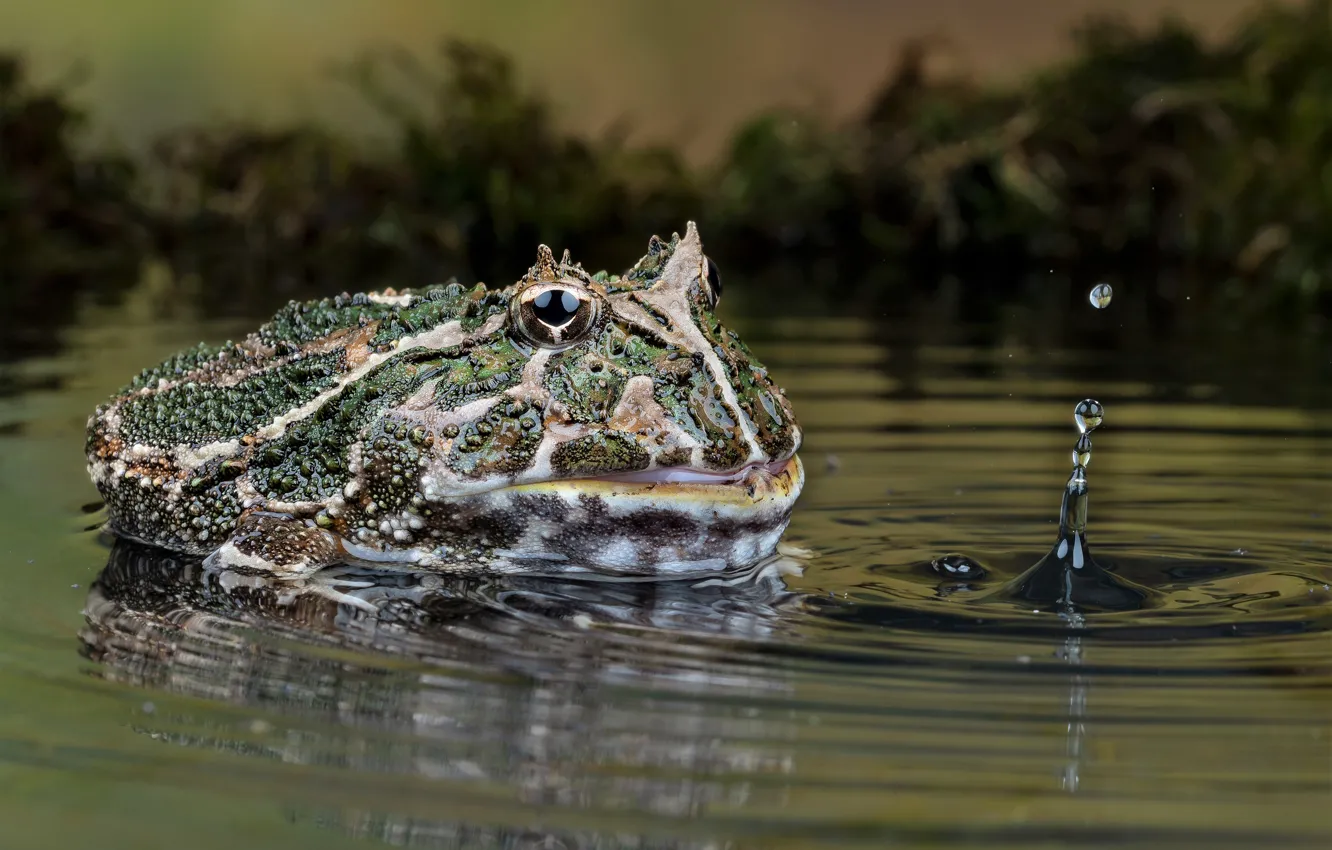 Фото обои nature, frog, water, pukka