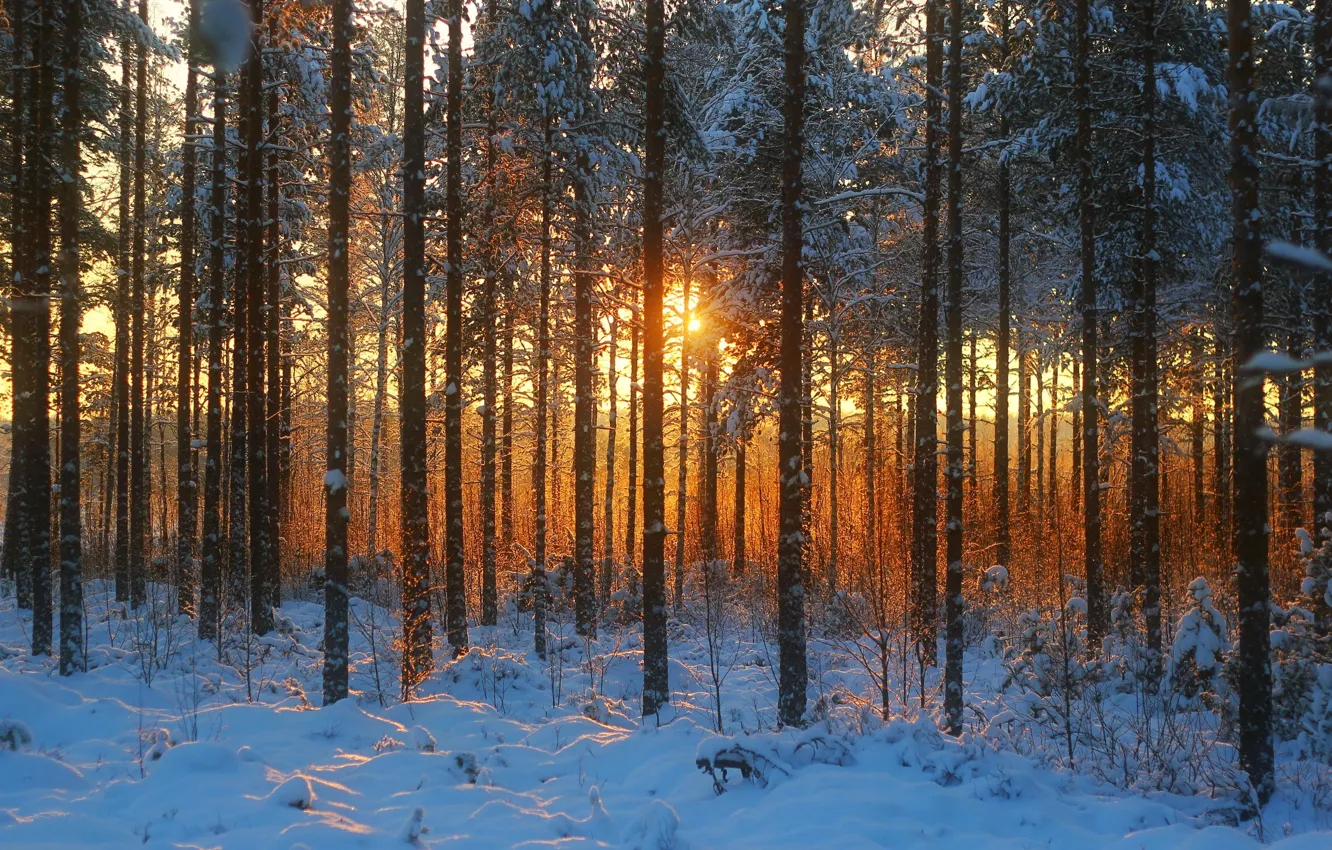 Фото обои зима, лес, солнце, снег, деревья, природа