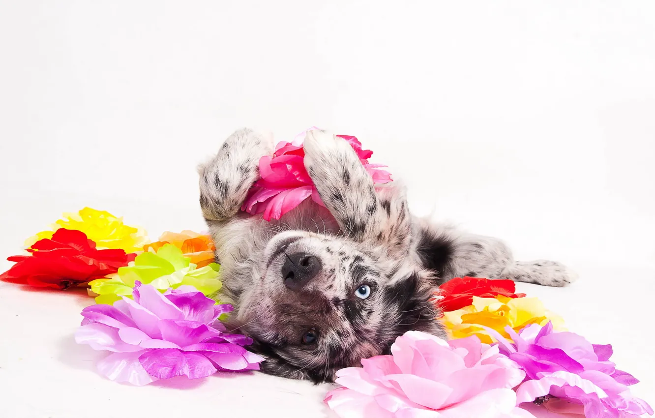 Фото обои взгляд, фон, друг, собака