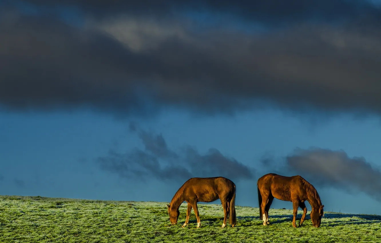 Фото обои поле, небо, природа, кони