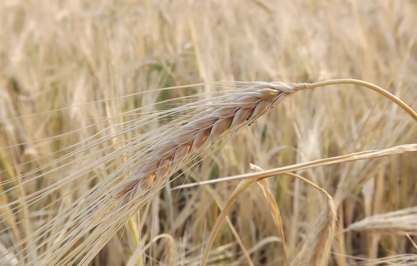 Фото обои пшеница, поле, рожь, урожай, колоски, сухие, колосья, злаки