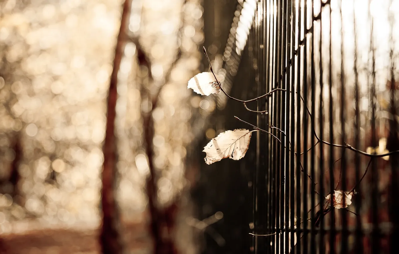 Фото обои листья, фон, забор