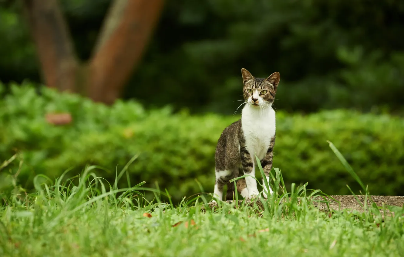 Фото обои зелень, кошка, трава, кот, природа, зеленый, парк, серый