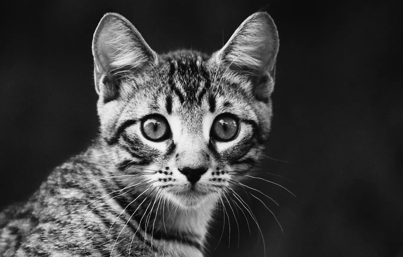 Фото обои взгляд, котенок, черно-белый, портрет, полосатый