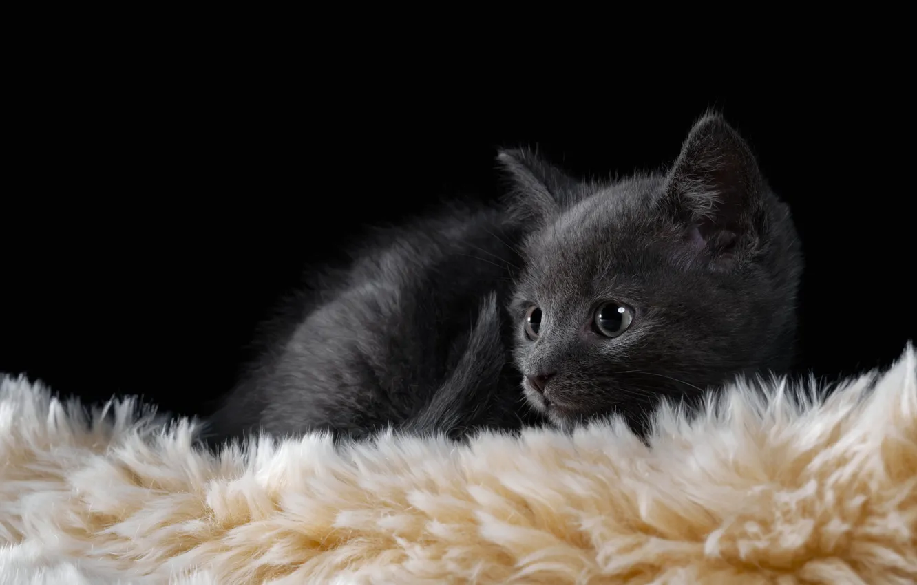 Фото обои кошка, котенок, серый, лежит, мех, черный фон, котёнок