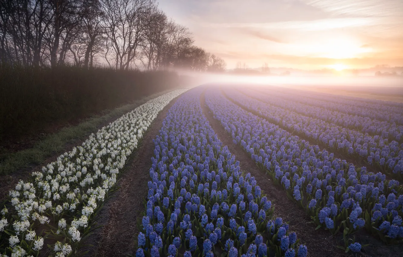 Фото обои поле, деревья, цветы, туман, рассвет, утро, Нидерланды, плантация