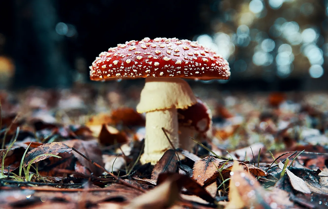 Фото обои осень, природа, листва, гриб, мухомор, сухие листья