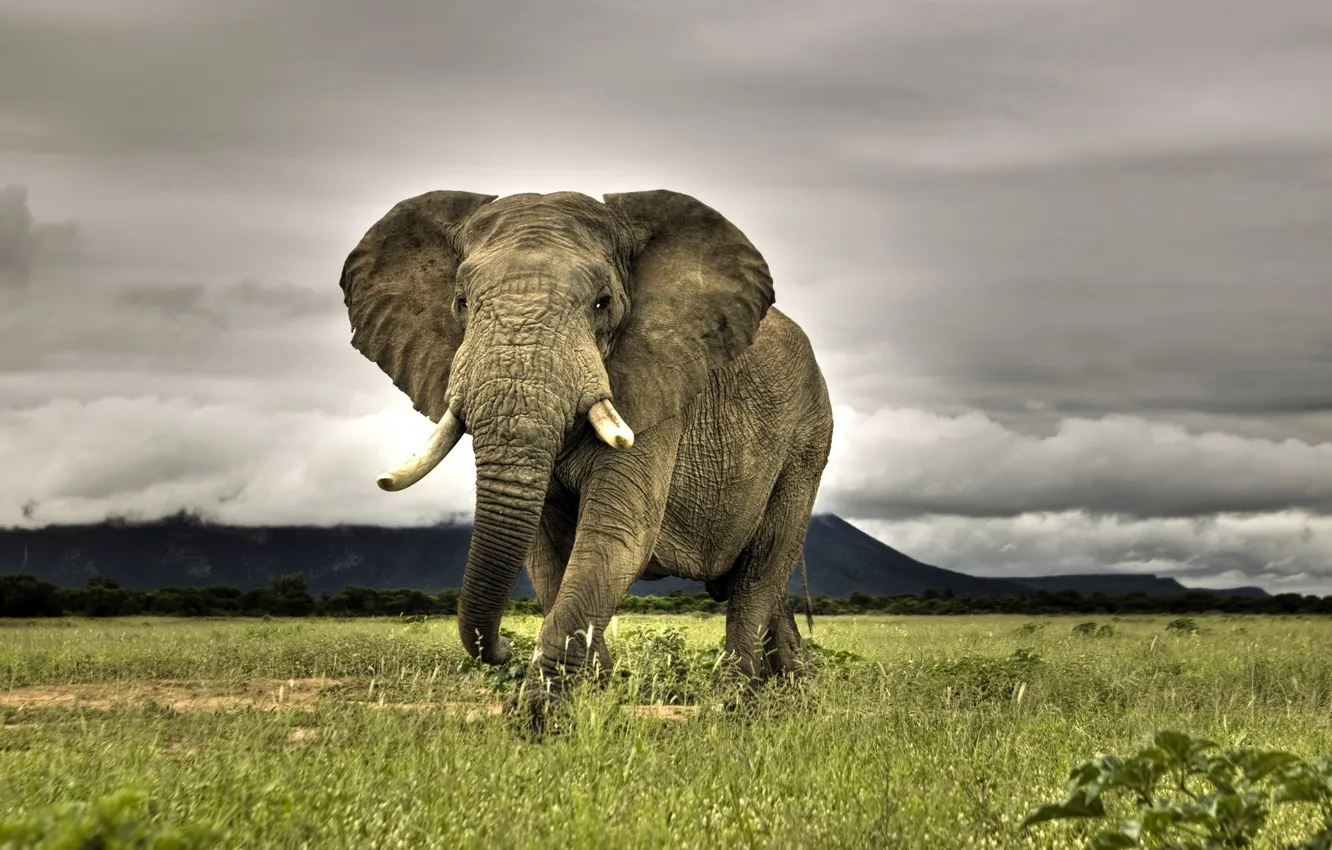 Фото обои трава, слон