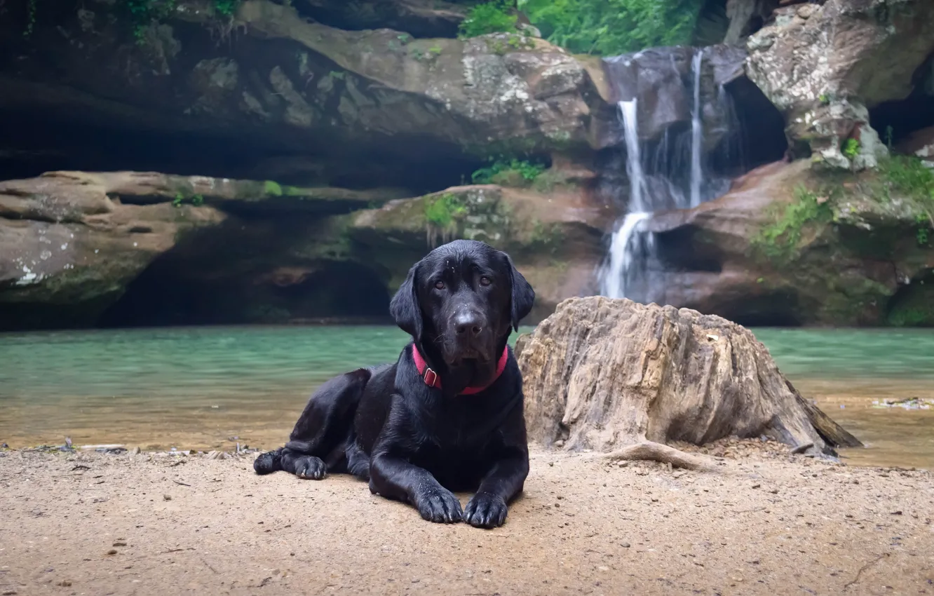 Фото обои вода, природа, берег, водопад, собака