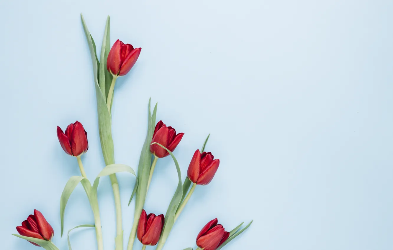 Фото обои цветы, тюльпаны, красные, red, flowers, tulips