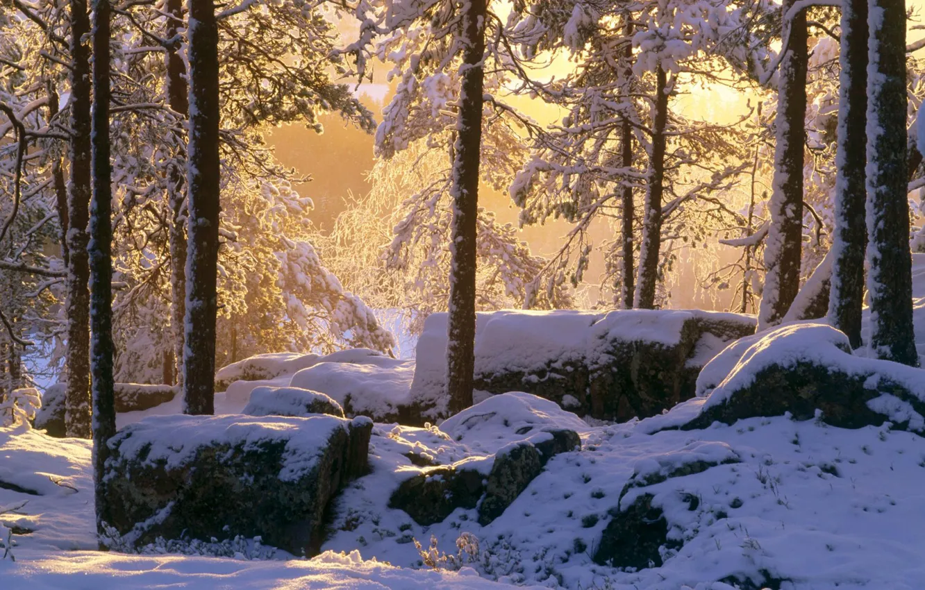 Фото обои зима, лес, свет, снег, камни