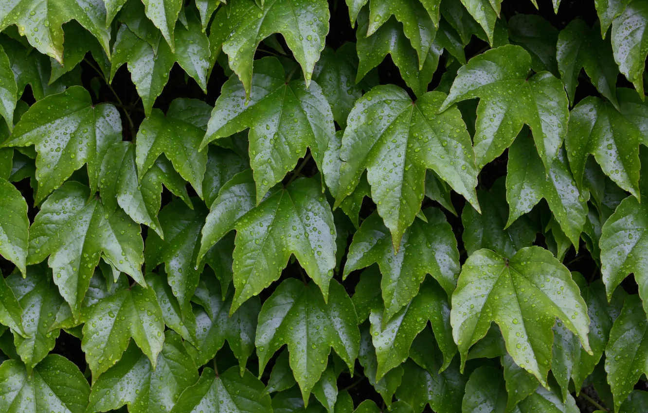 Фото обои green, wall, leaves, plant, vine