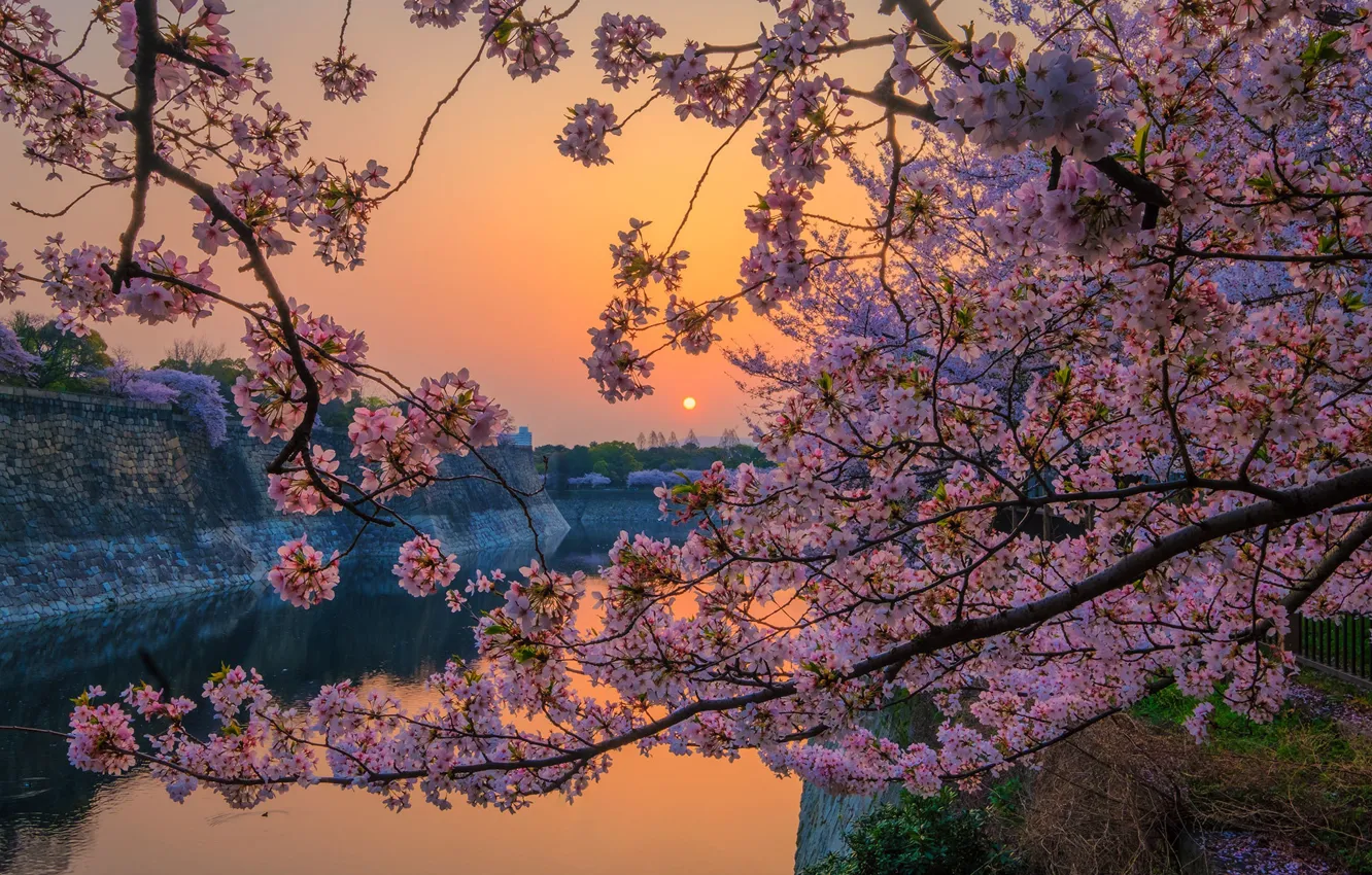 Фото обои весна, Япония, сакура, Осака