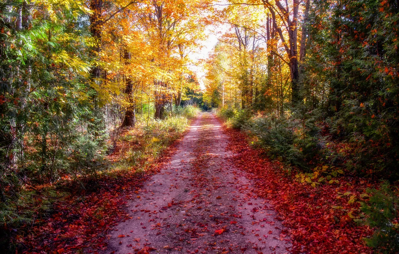 Фото обои дорога, осень, лес, листья, обработка, лучи солнца