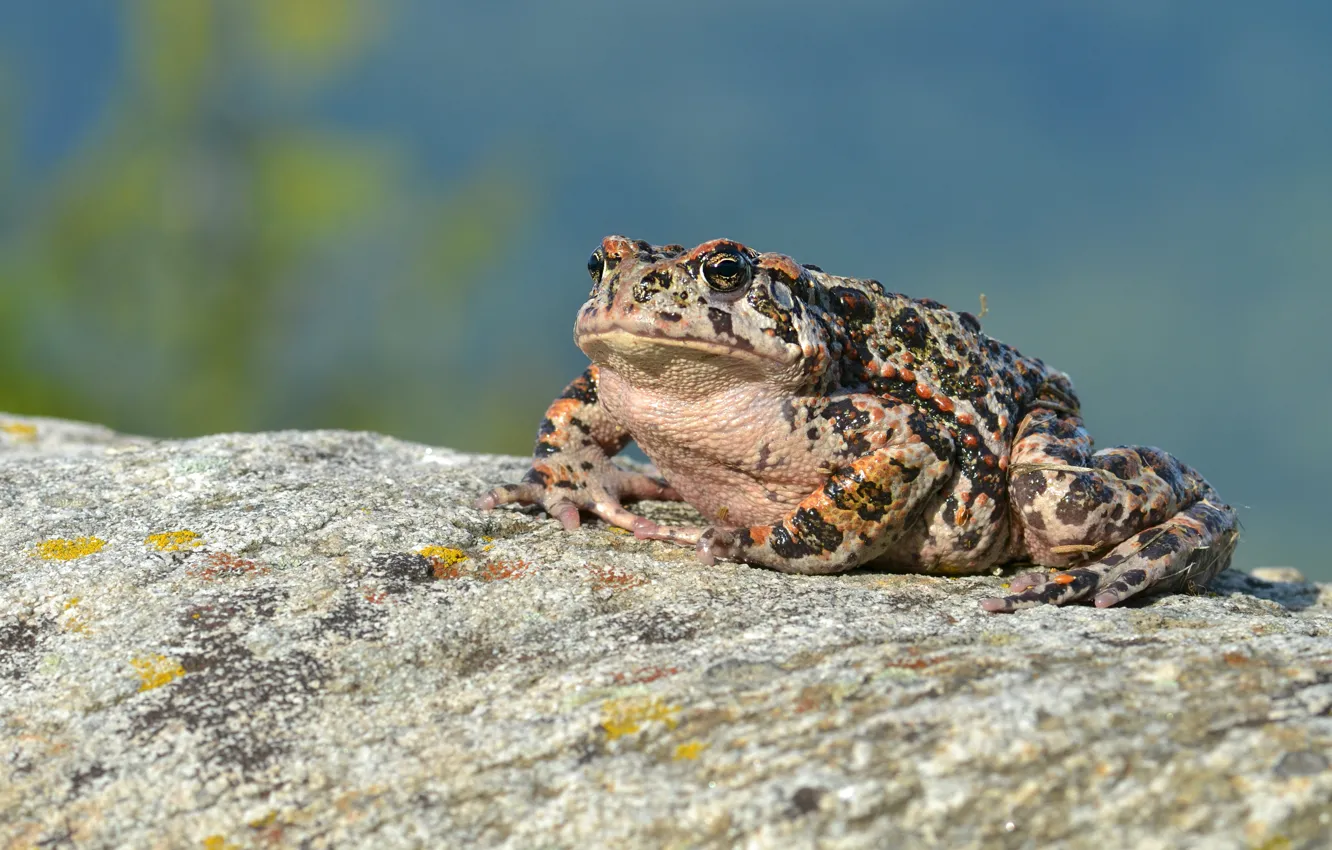 Фото обои камень, лягушка, жаба, пятнистая