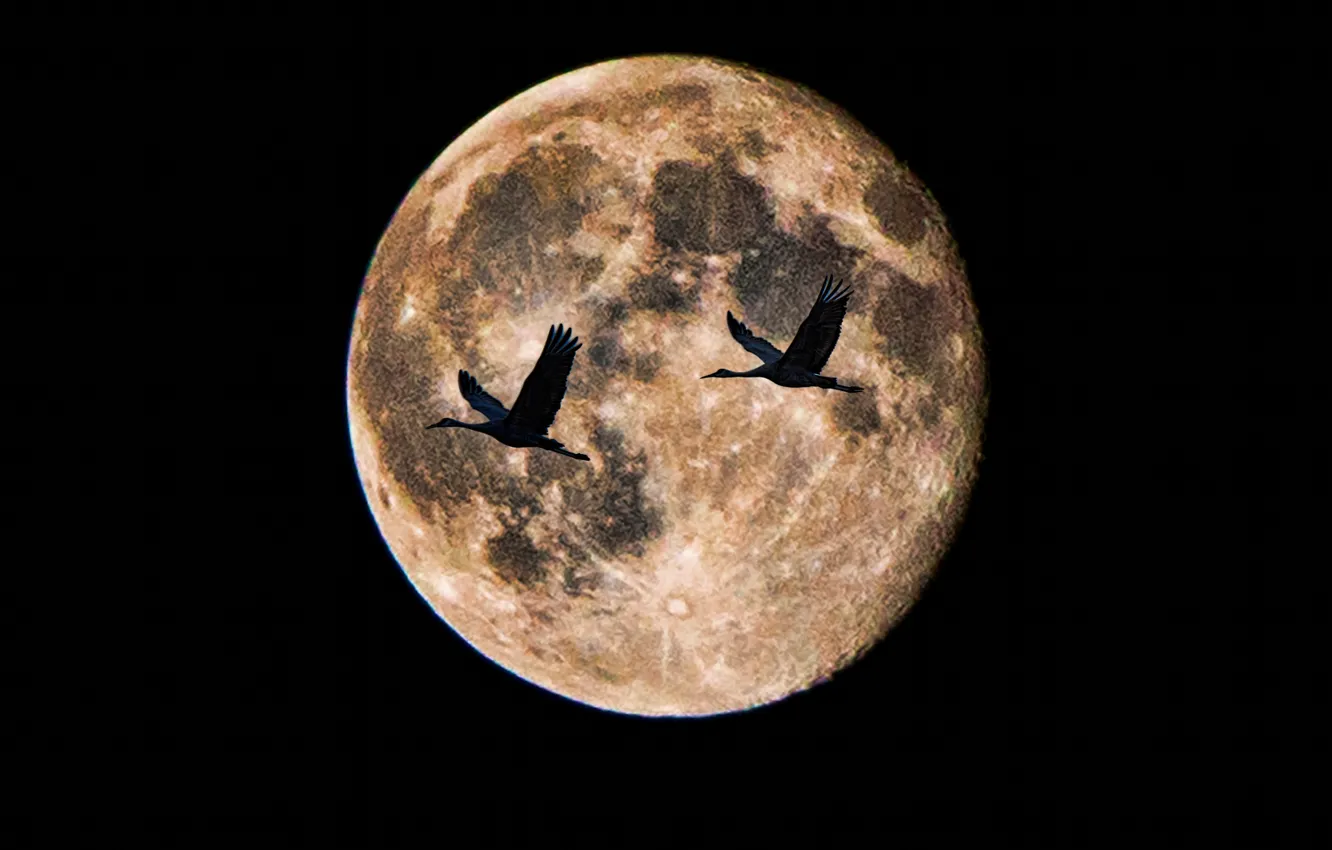 Фото обои птицы, ночь, луна